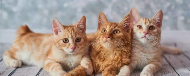 中午梦到好多猫，梦境背后的深层预示与解析