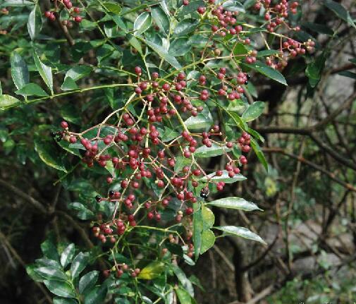 簕欓花椒图册_360百科