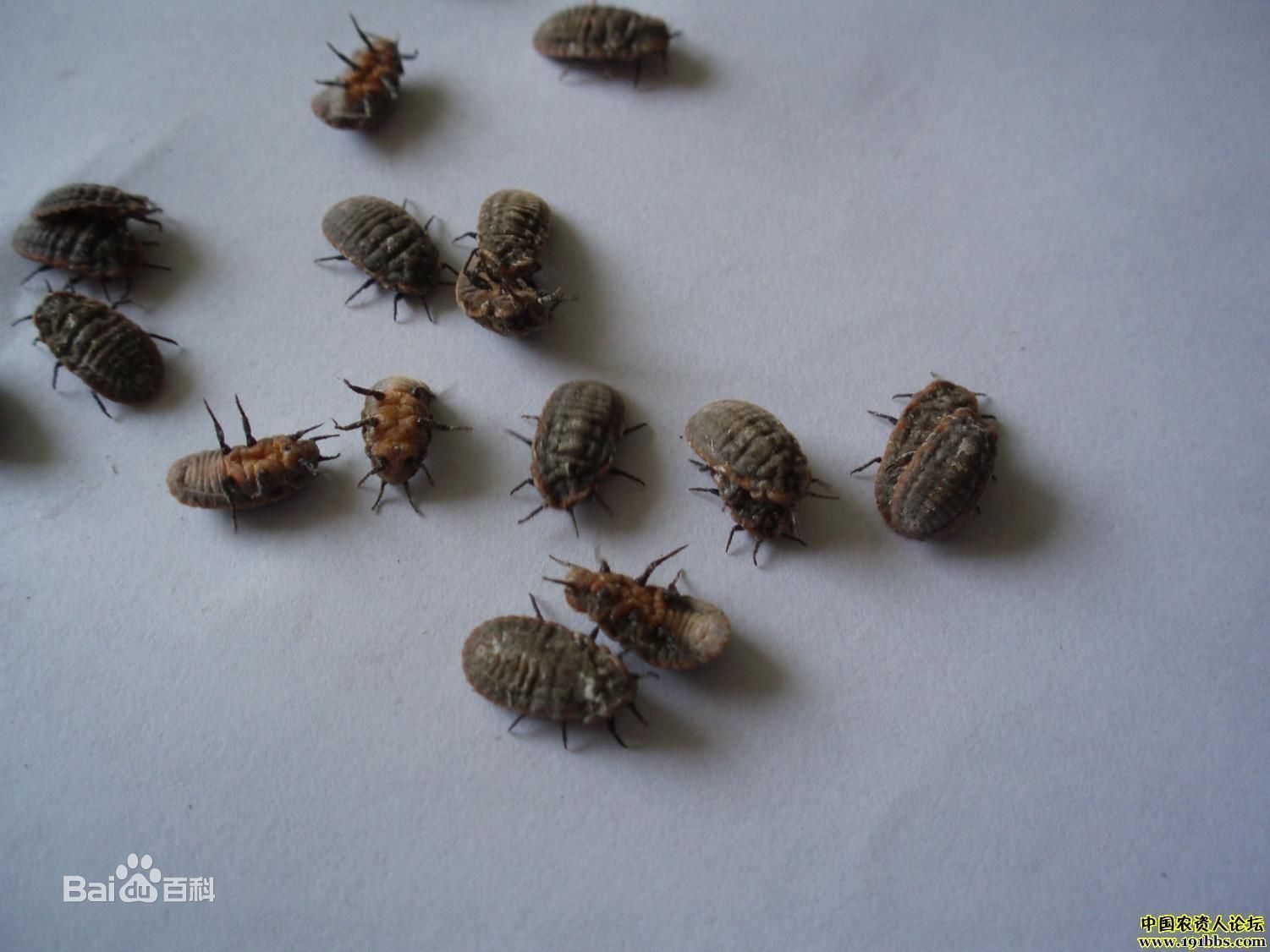 昆虫虫子图片素材-编号14369398-图行天下