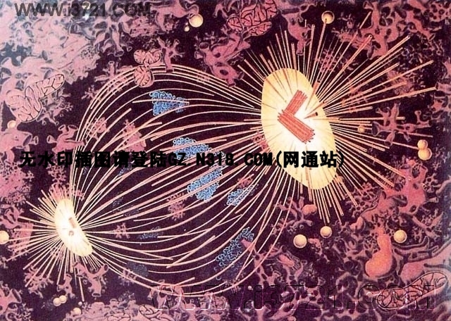 纺锤体纤维图册_360百科