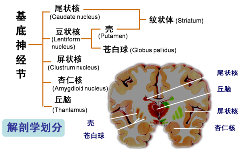 杏仁核图册_360百科