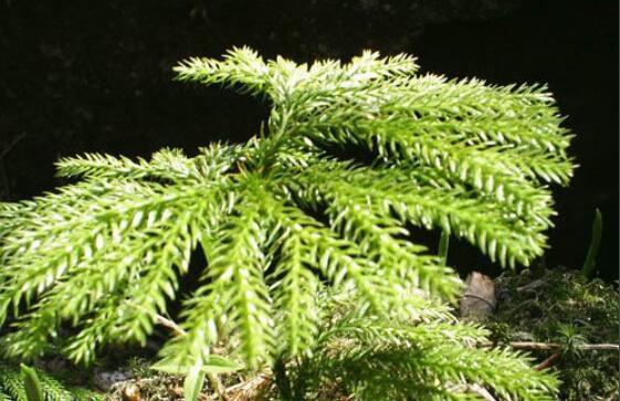 石松(多年生草本植物)_360百科