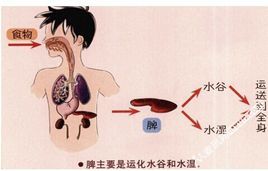 脾虚有湿图册_360百科