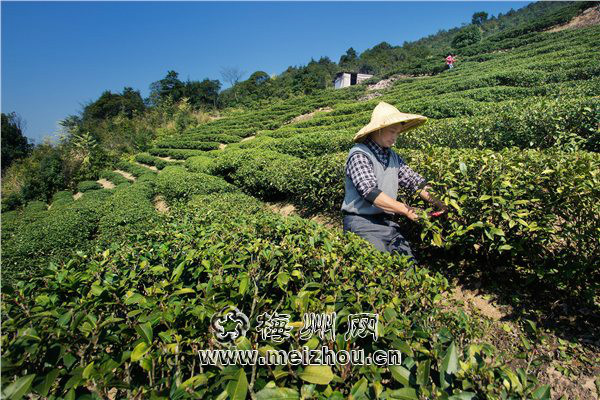 梅南图册_360百科