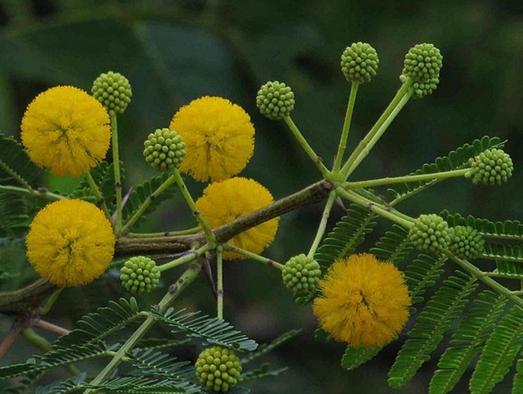 金合欢图册_360百科