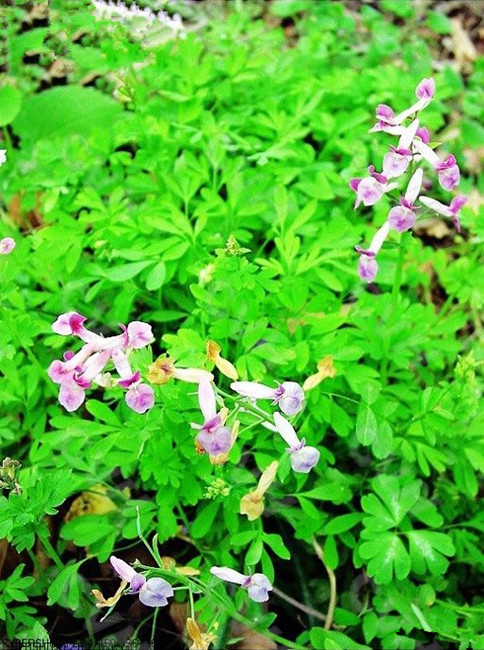 夏天无(中药材) - 求真百科