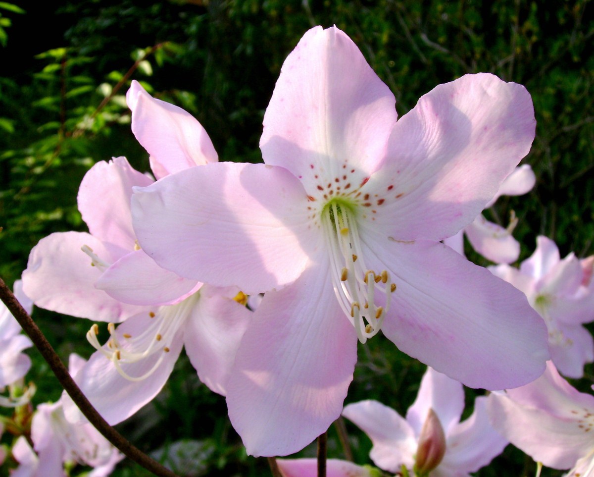 大字杜鹃图册_360百科