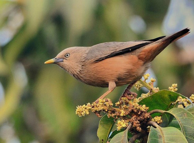 灰头椋鸟图册_360百科