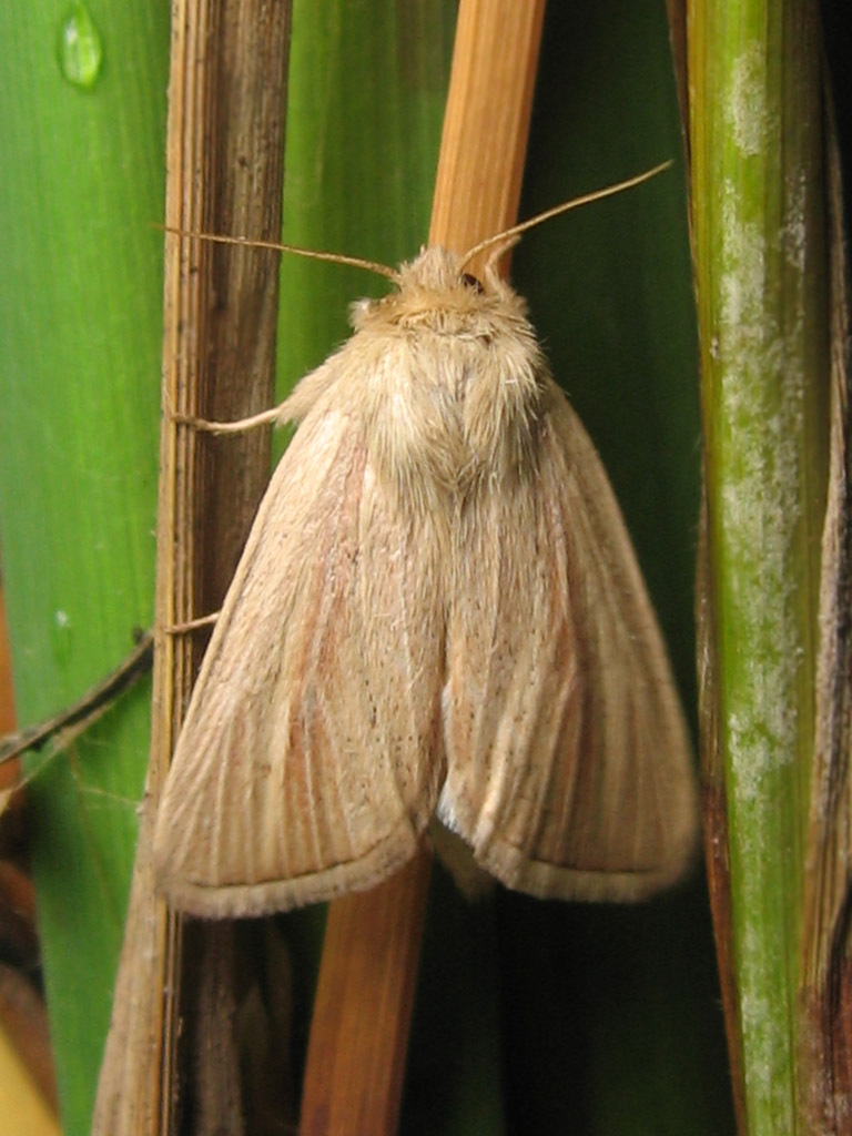 大螟图册_360百科