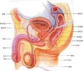慢性前列腺，附睾炎应该怎么治疗