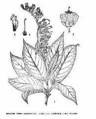 华南桤叶树图册_360百科