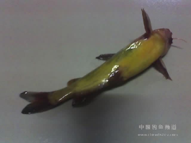 嘎牙子图册_360百科