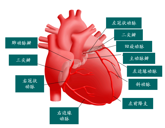 冠脉血管解剖图和分段图片