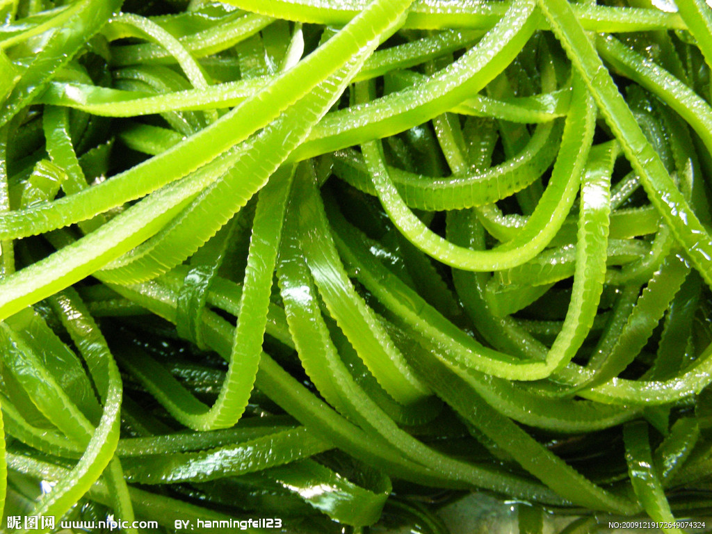 巨型海藻生长在海峡群岛附近高清摄影大图-千库网