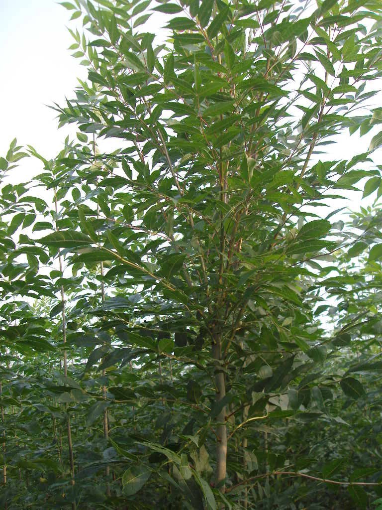 欧洲白蜡图册_360百科