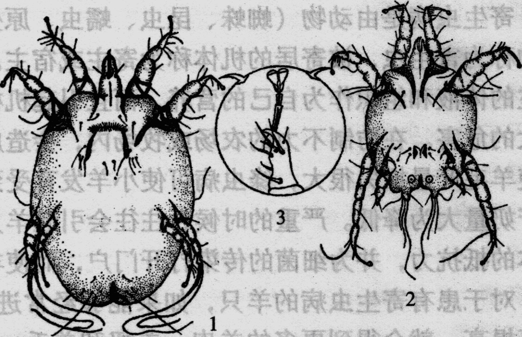 痒螨图册_360百科