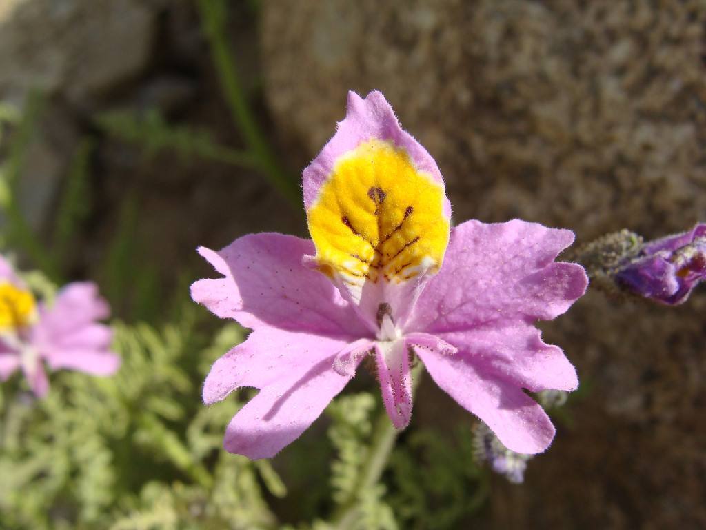 蛾蝶花图册_360百科