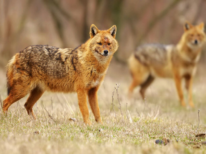 金豺图册_360百科