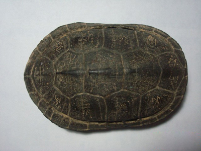 龟壳图册_360百科