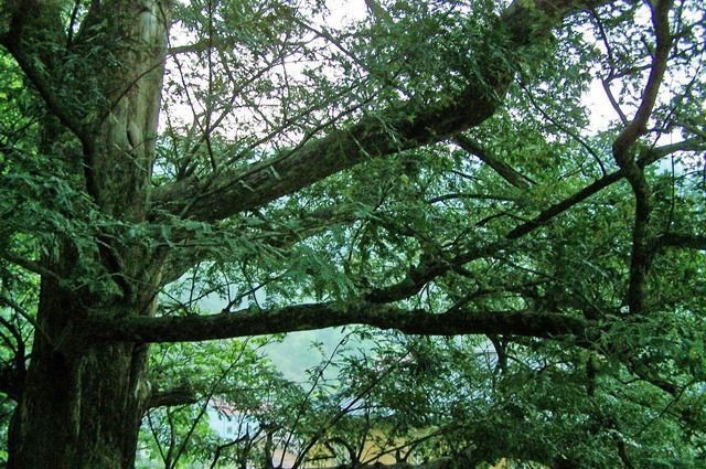 榧树图册_360百科