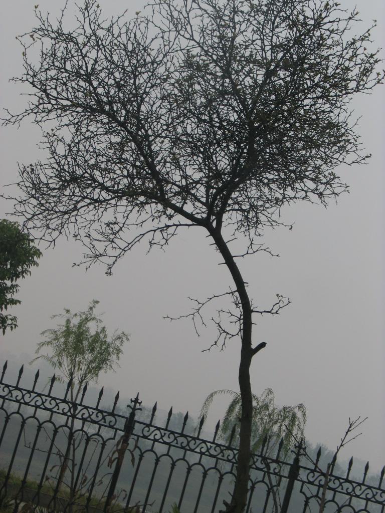 枳树图册_360百科