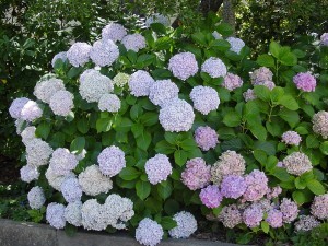 八仙花图册_360百科