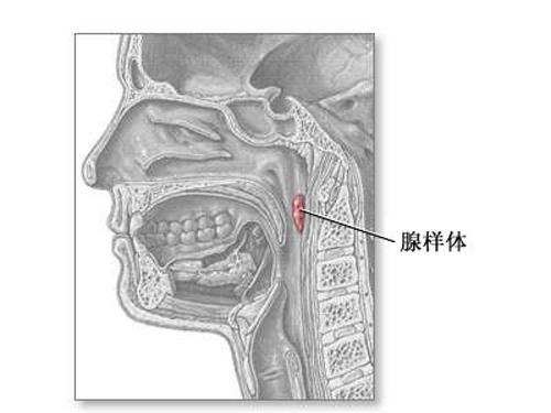 女性alpha腺体图片