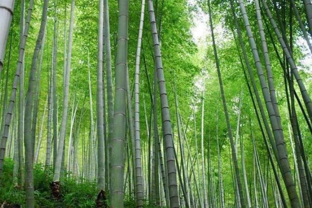 早竹图册_360百科