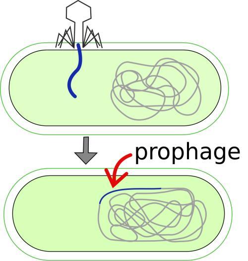 prophage图册_360百科