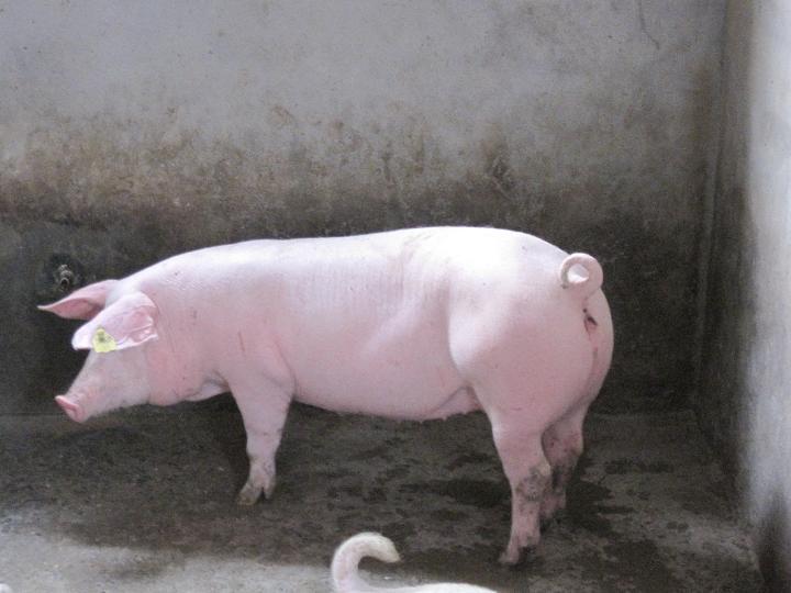 瘦肉型猪图册_360百科