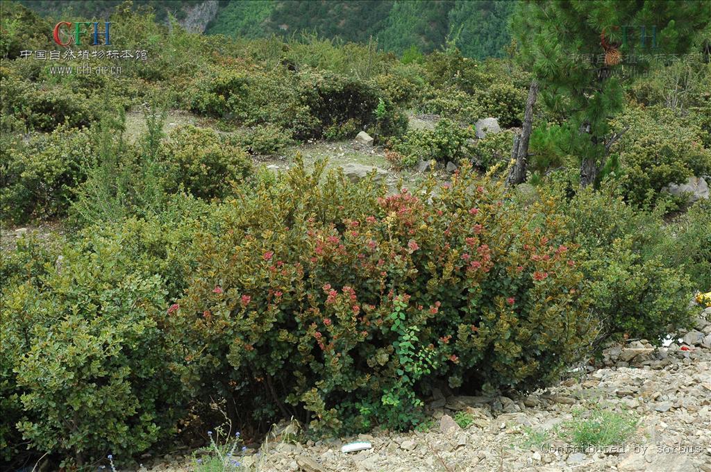 川滇高山栎图册_360百科