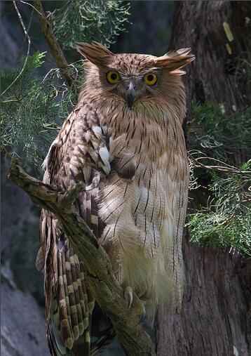 褐渔鸮图册_360百科