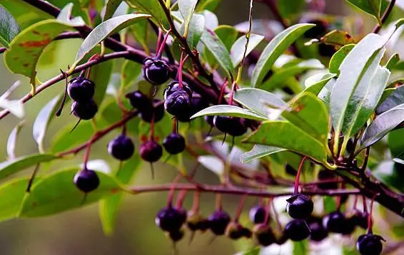 乌米饭叶子是什么树叶_360问答