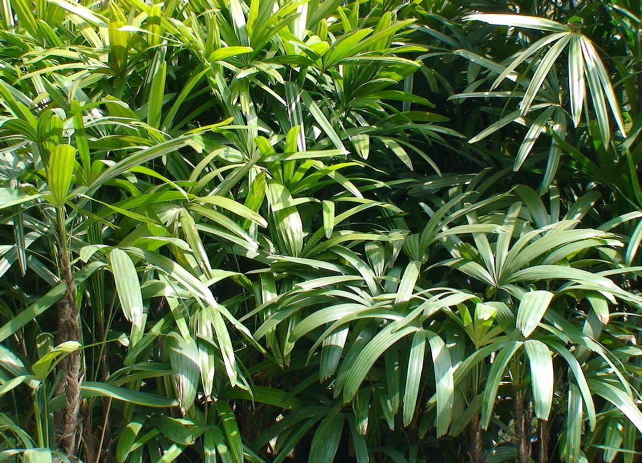 竹子的种类有哪些 - 花百科