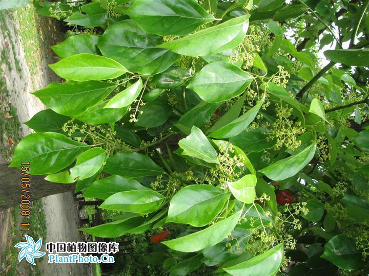 樟木图册_360百科