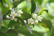 代代花图册_360百科