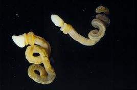 旗开得胜的意思