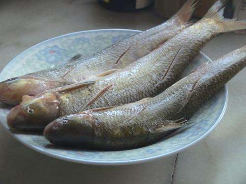 油滚子鱼的学名_360问答