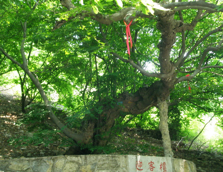 青檀树图册_360百科
