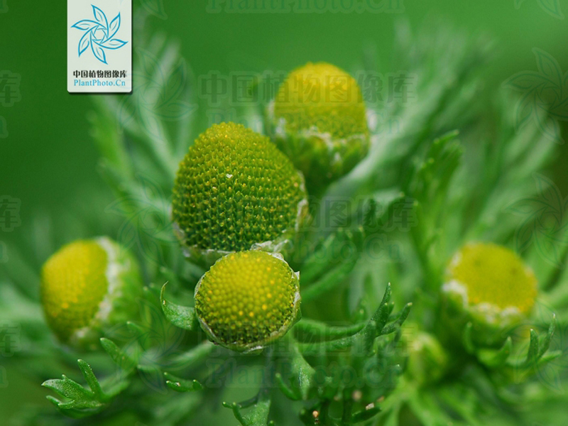 同花母菊图册_360百科