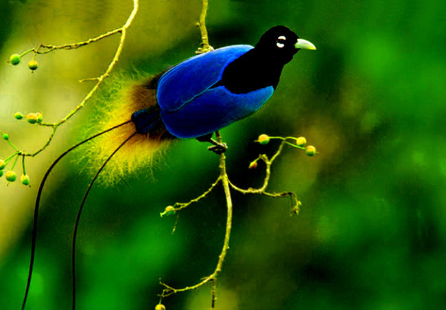 蓝极乐鸟图片图片