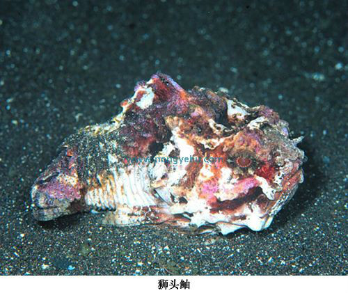 狮头鲉图册_360百科