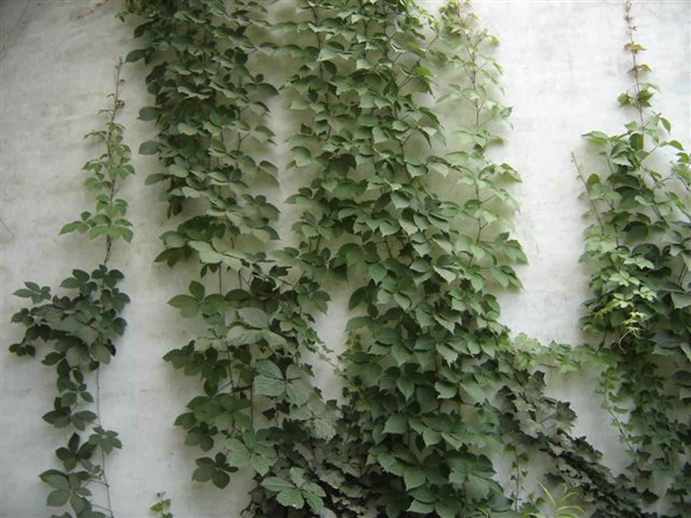 常青藤图册_360百科