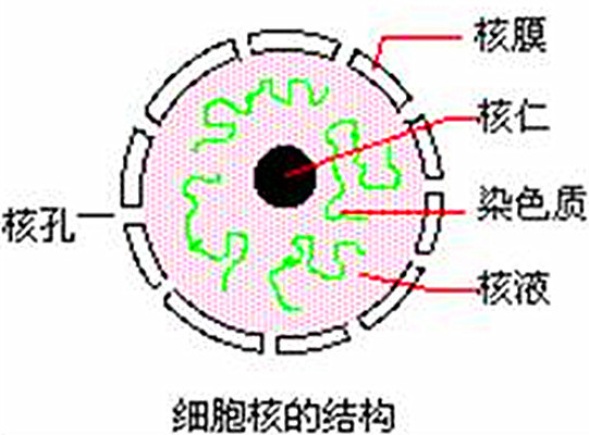 核膜核孔的结构