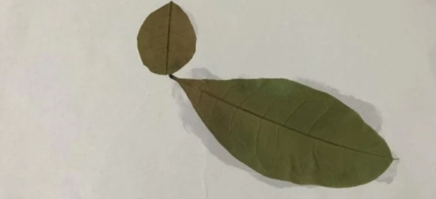 怎样做简单好看的树叶画_360新知