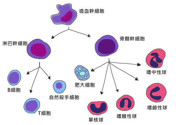 嗜碱性粒细胞