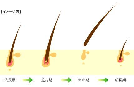 体毛图册_360百科