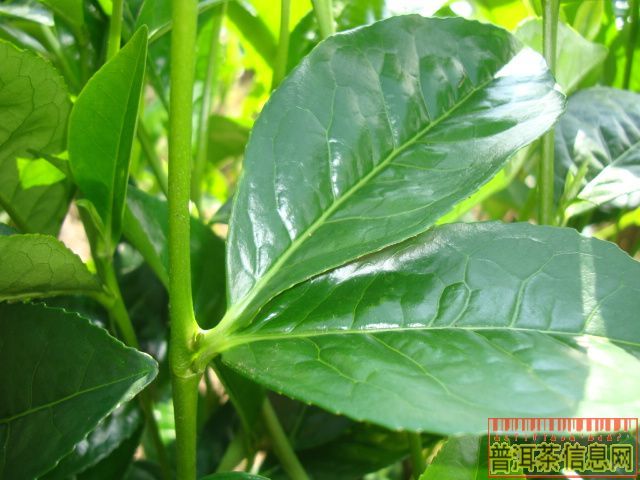 叶柄图册_360百科