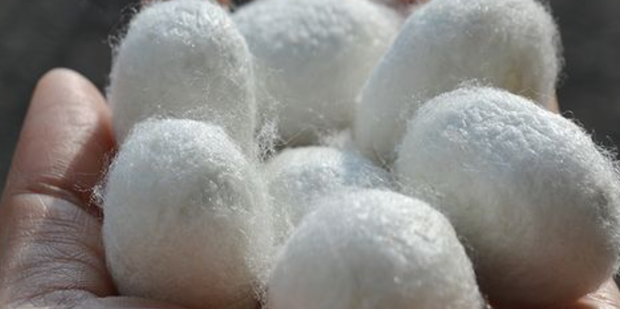 蚕茧怎么抽丝_360新知