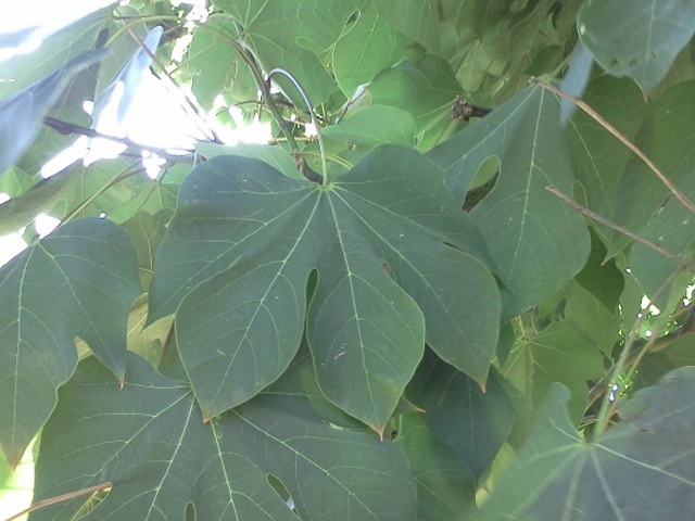 梧桐树图册_360百科